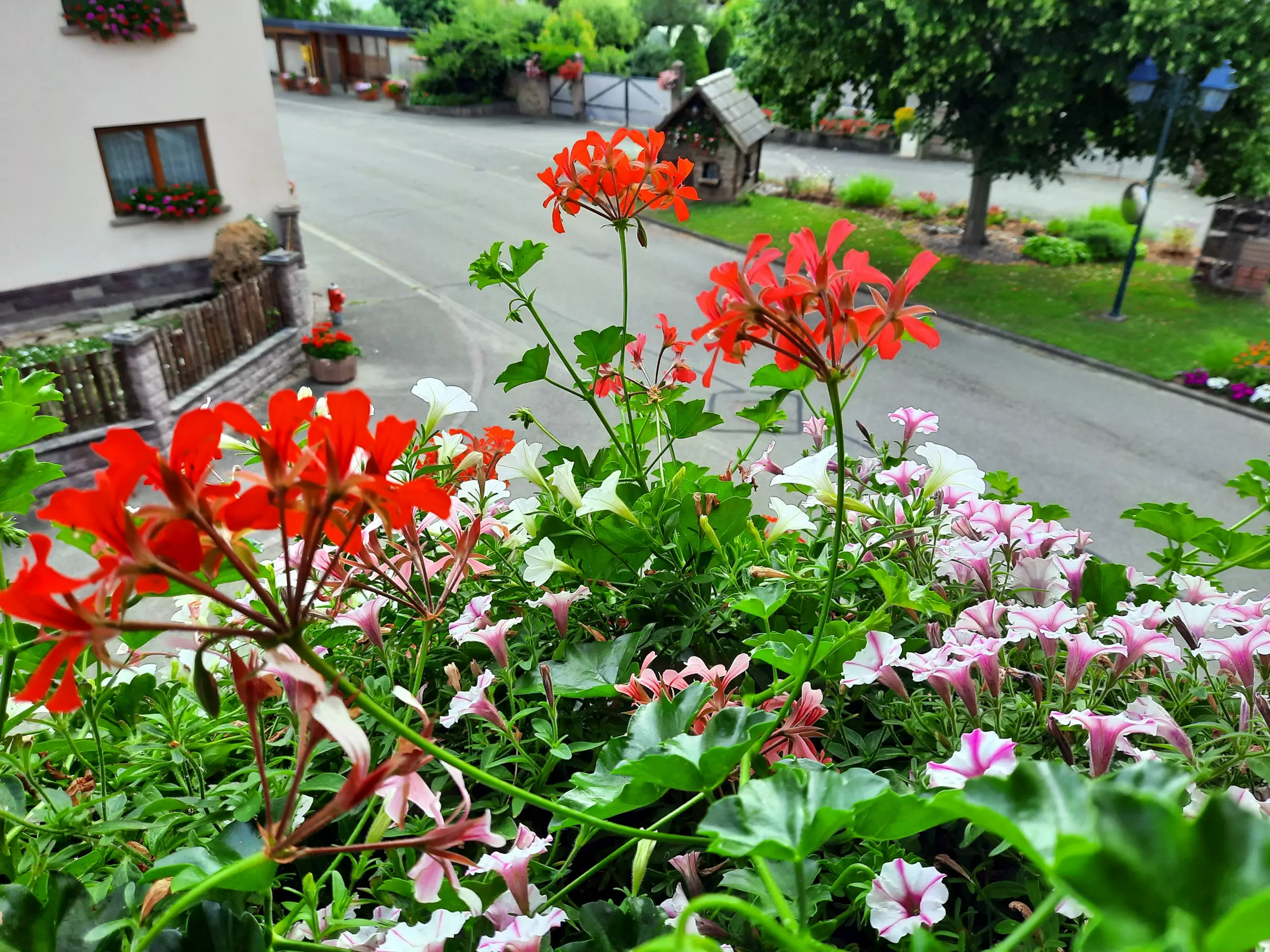 vue des fleurs de la mairie