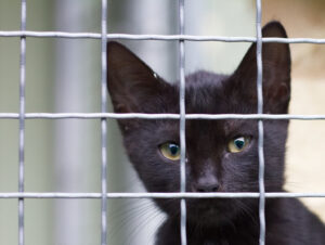 chat noir derrière une grille